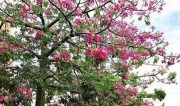 探花美女哭了,揭秘背后的感人故事